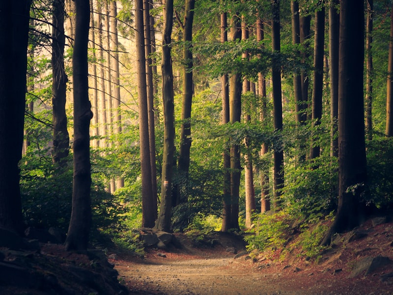 A forest trail leading toward an adventure course among the trees.